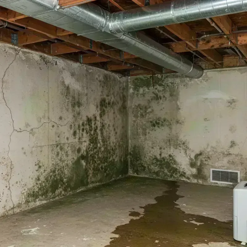 Professional Mold Removal in Fairmont, IL